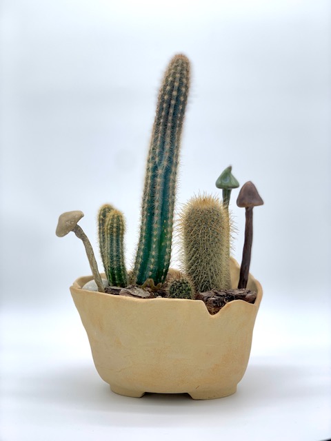 Koenig pot cactus